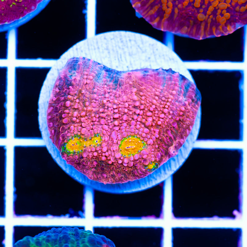 Vivids Pink Bewbies Chalice