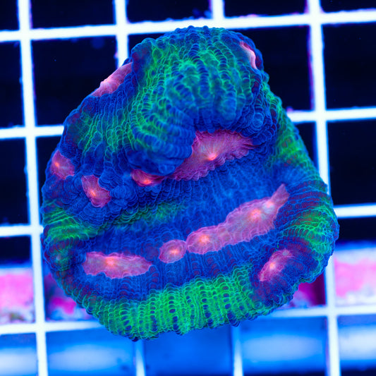 XL Bloodshot Alien Chalice