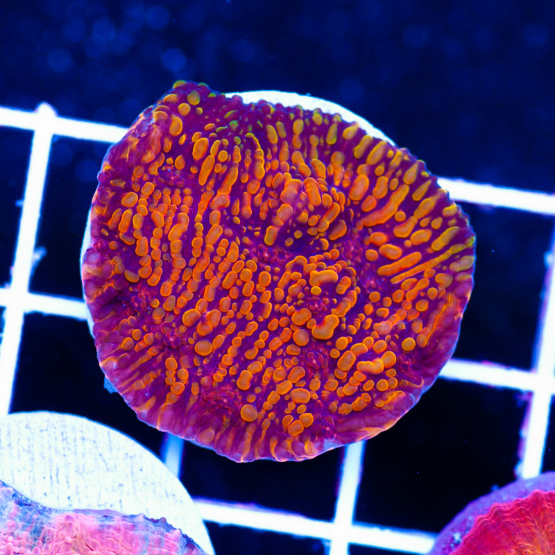 CC Cloudberries Chalice