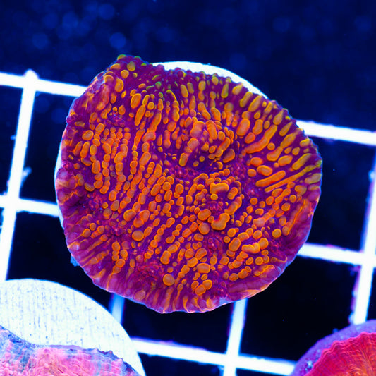 CC Cloudberries Chalice