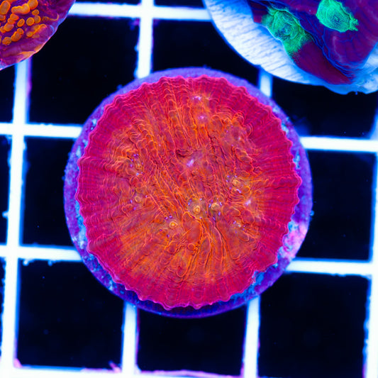 ARC Ludicrous Chalice