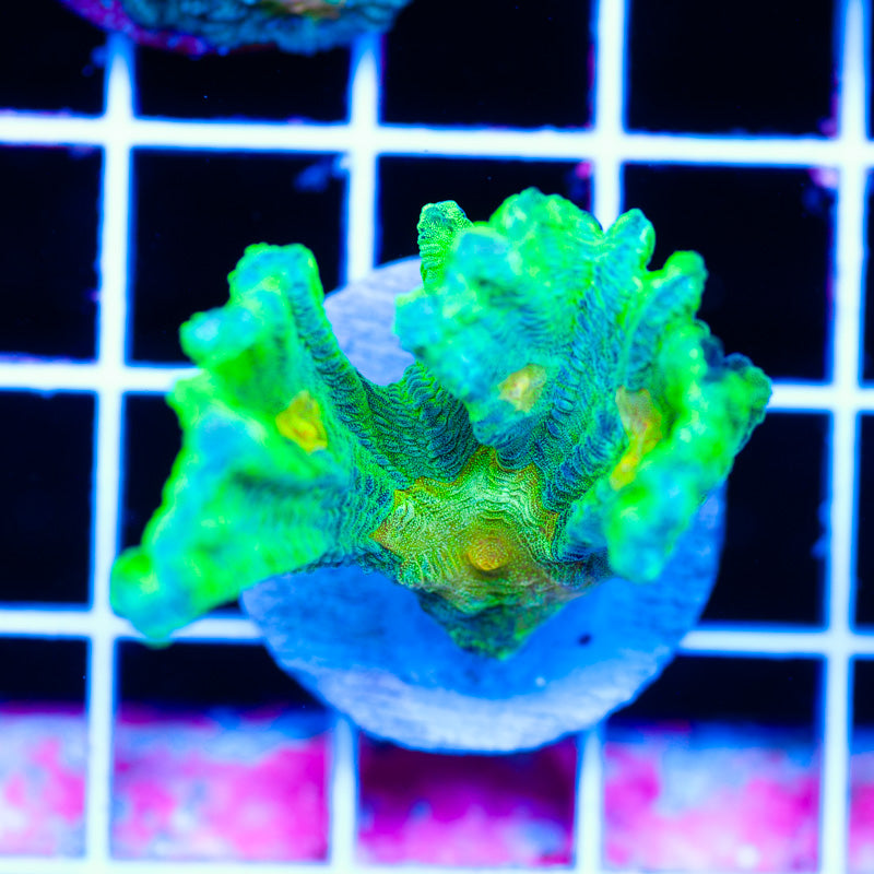 OG Space Invader Pectinia