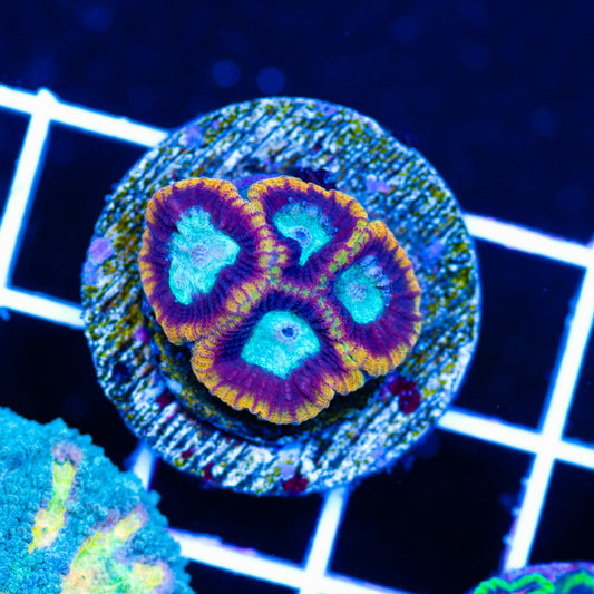 JF Crocodile Hunter Favia