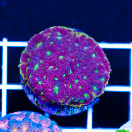 WWC Blood Diamond Favia