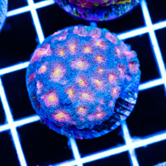 CC Space Cakes Favia