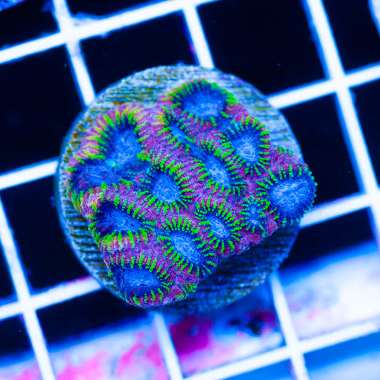 KO Burning Passion Favia