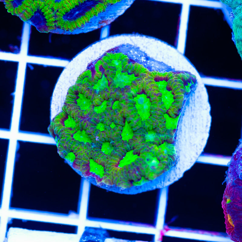 CC Cherry Lemonade Favia