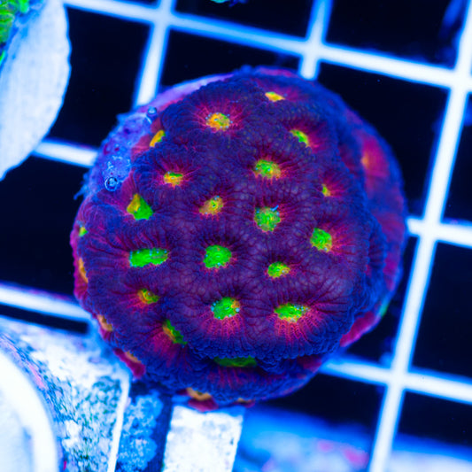 CC Rainbow Tempest Favia