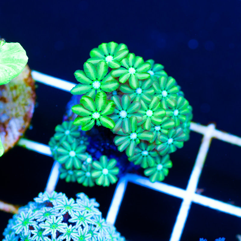 Kryptonite Pipe Organ