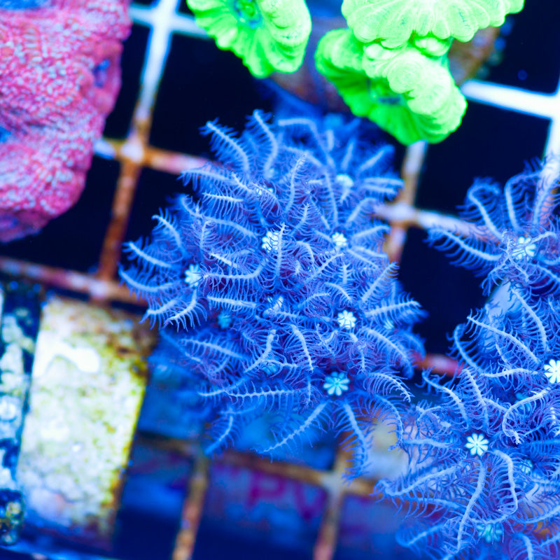 Snowflake Pipe Organ