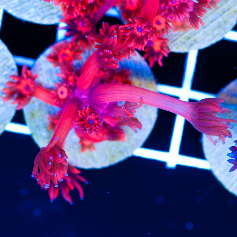 Auction ORA Red Goniopora
