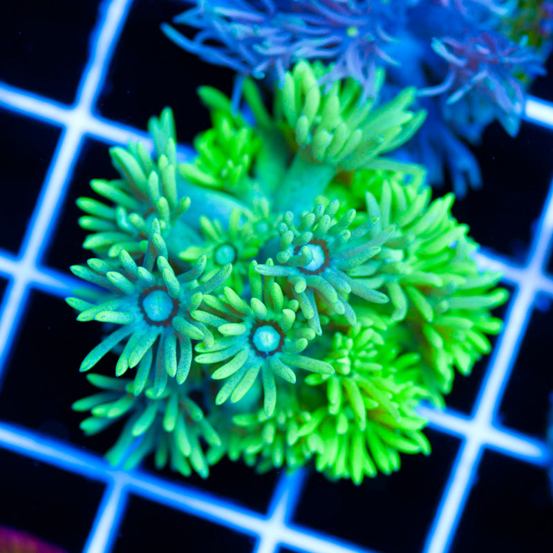 Auction Aussie Lemone Lime Goniopora