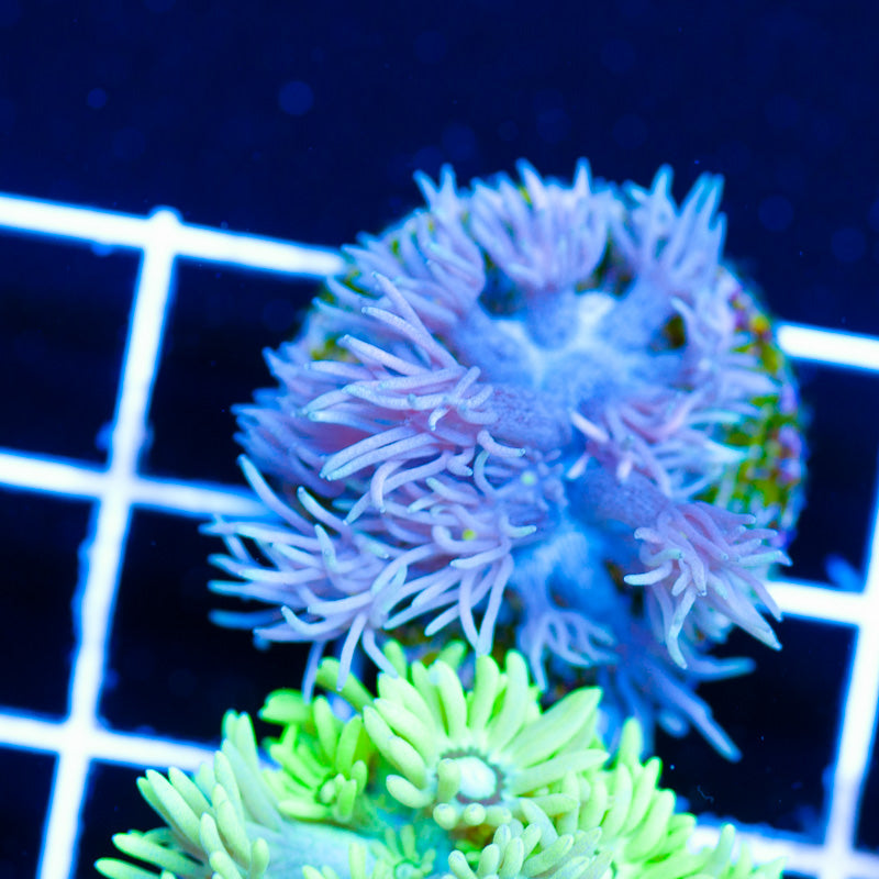 Auction Aussie Pinky Goniopora