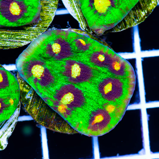 Auction JF Raja Rampage