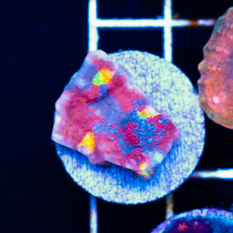 Auction RR Rainbow Dynamite Chalice