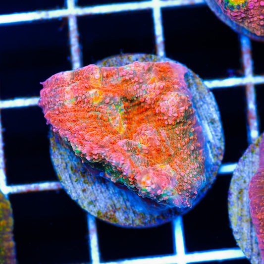 Auction CC Red Dragon Chalice