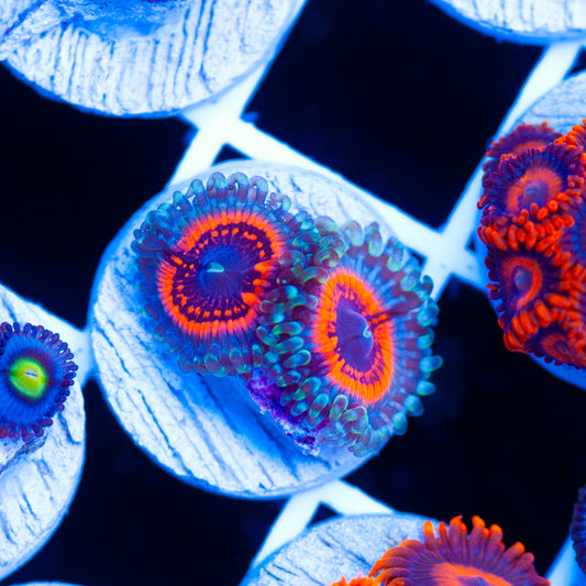 Auction Devils Armor