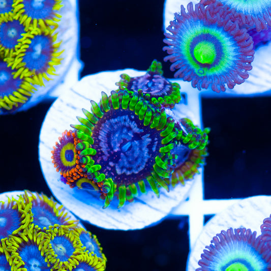 Auction Purple Monster Combo