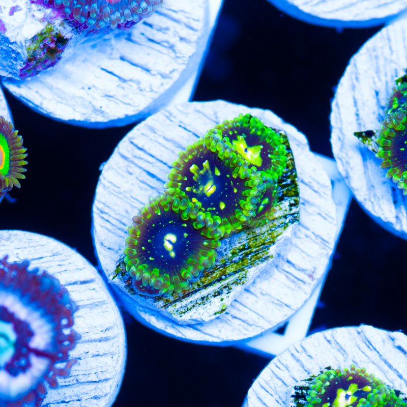 Auction Exospheres #2