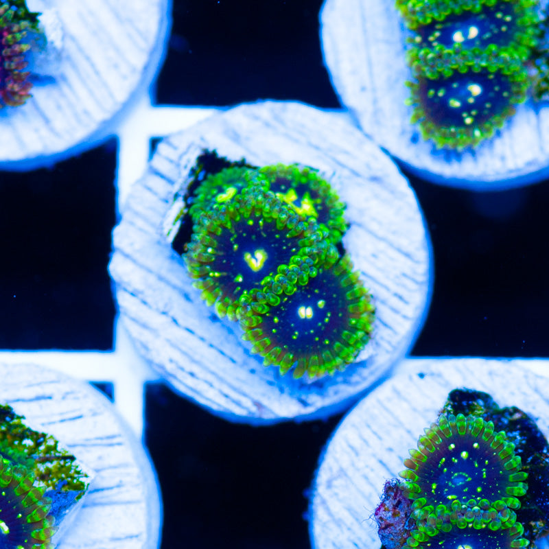 Auction Exospheres #3