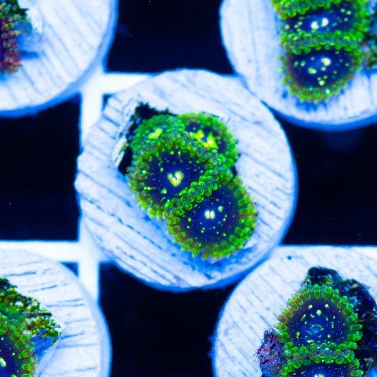 Auction Exospheres #3