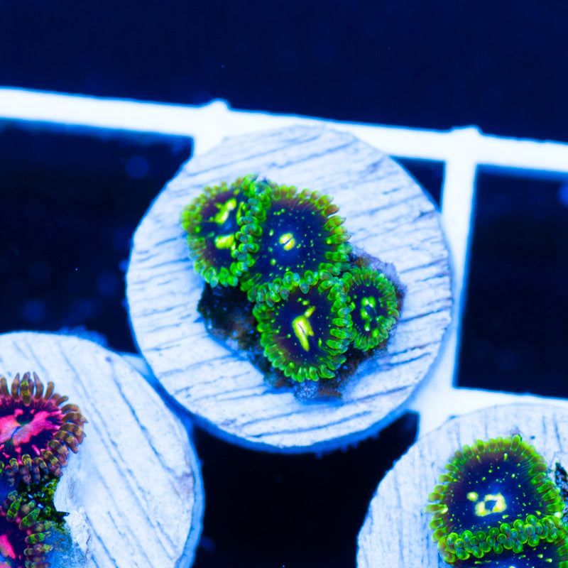 Auction Exospheres #4