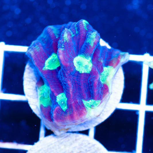 Auction Joker Pectinia