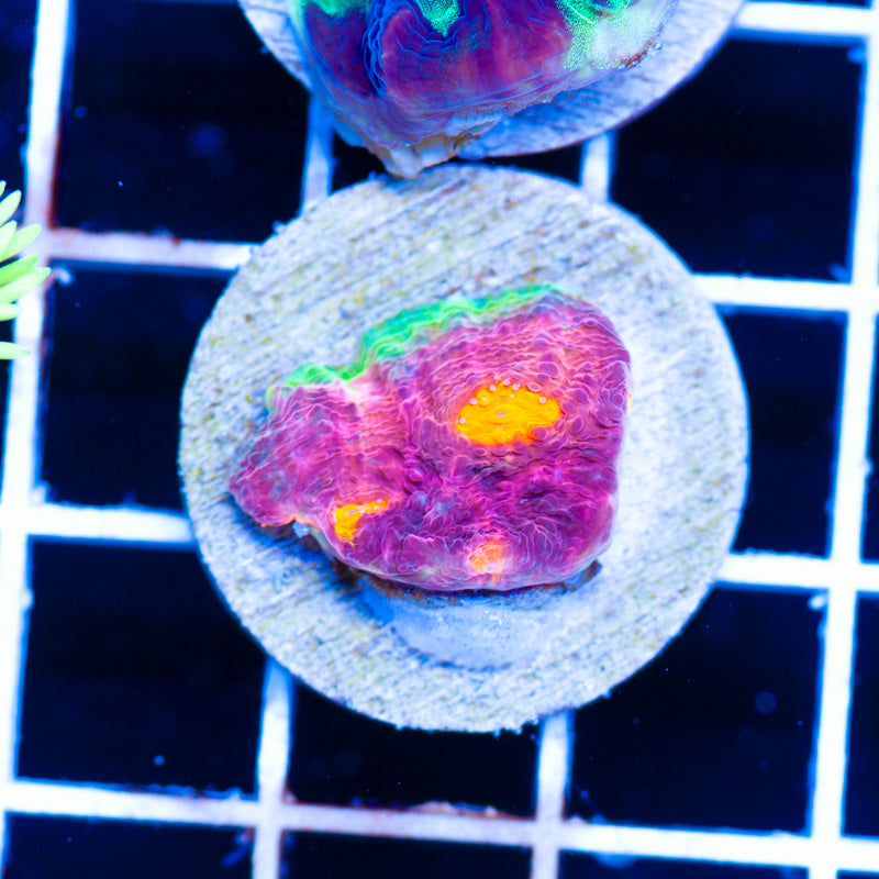 Auction My Miami Chalice