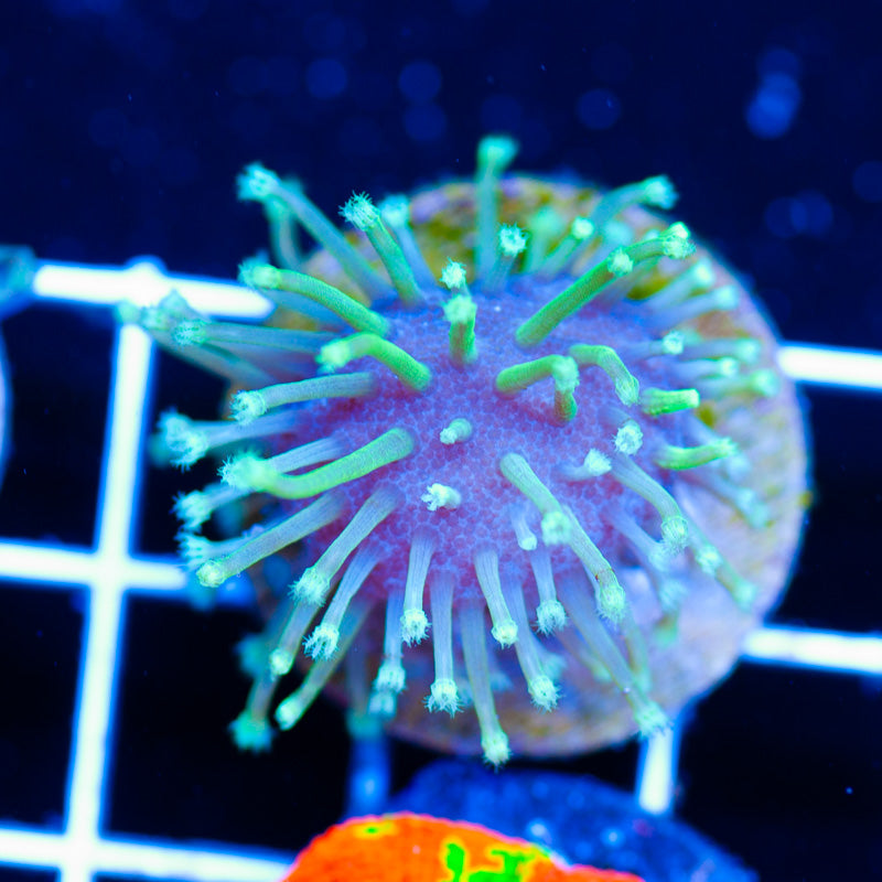 Auction CC Weeping Willow Toadstool