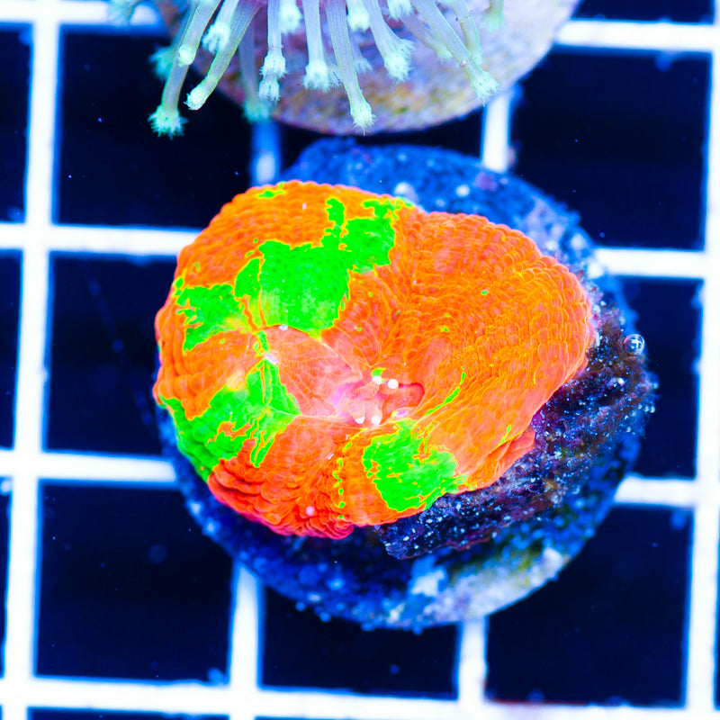 Auction Reverse Bleeding Apple Scoly FRAG