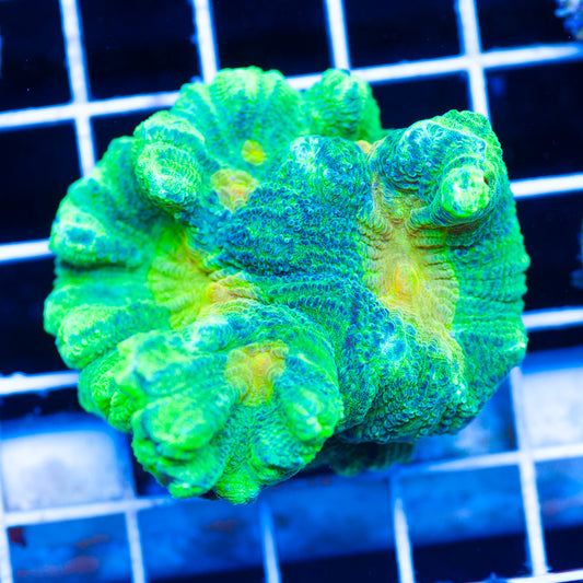 Auction Space Invader Pectinia