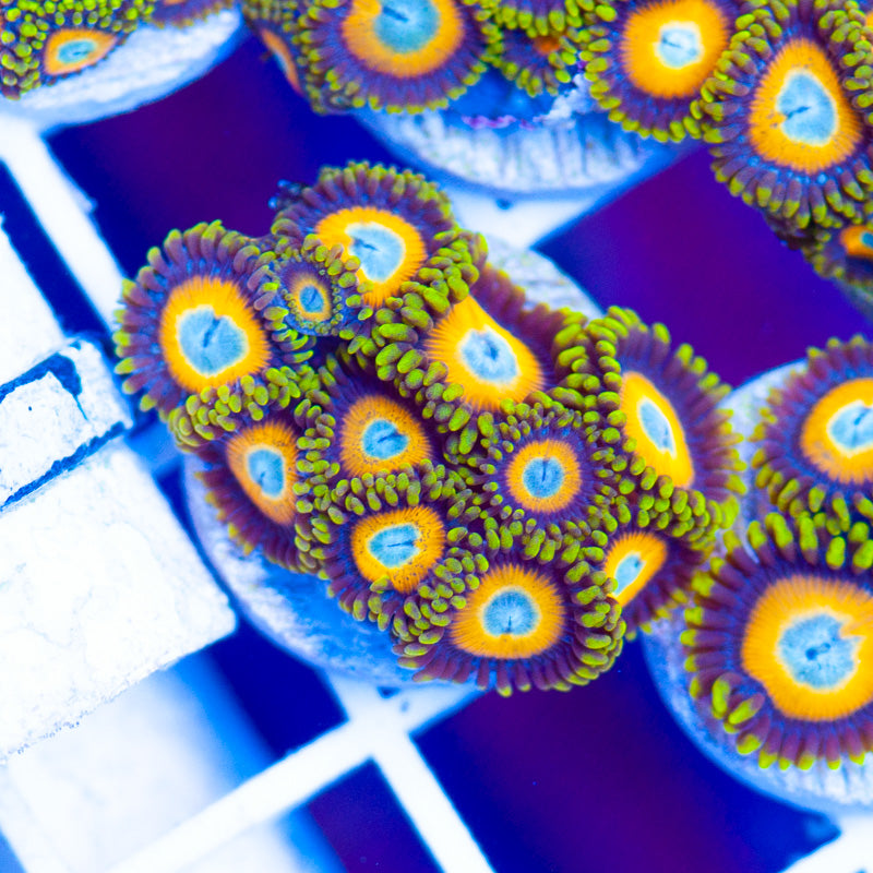 Auction Scrambled Eggs