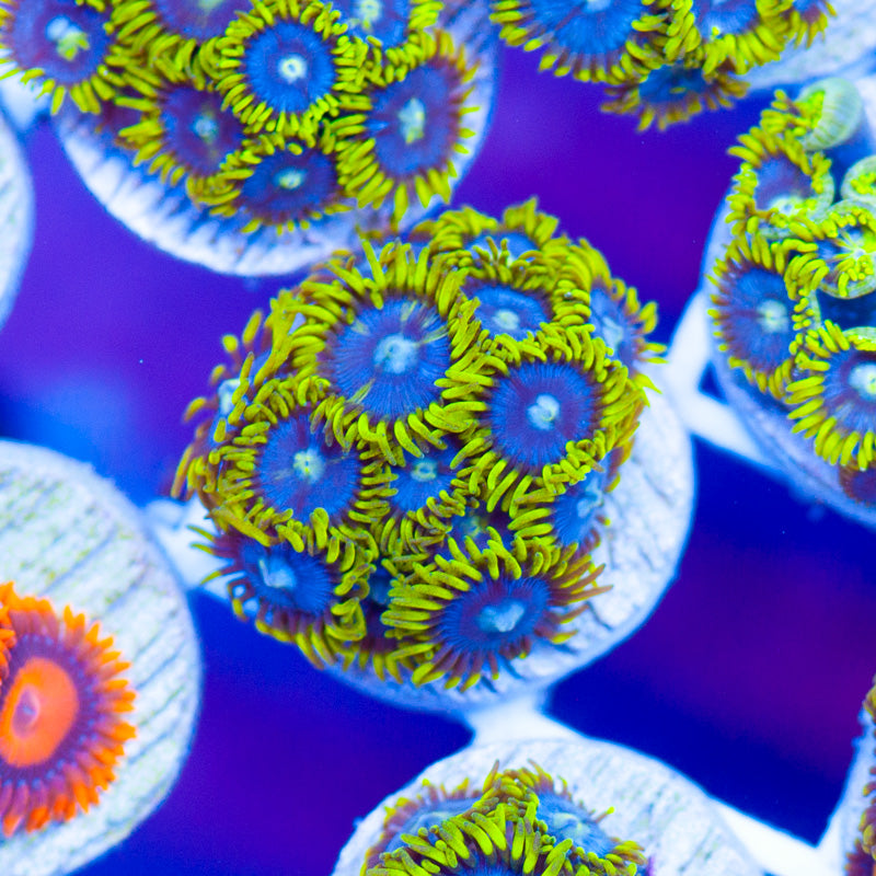 Auction CC Bahama Blues