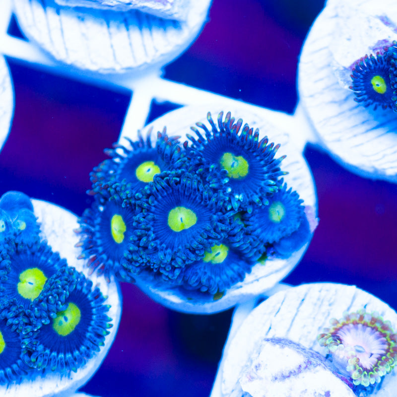 Auction CC Ultimate AOIs