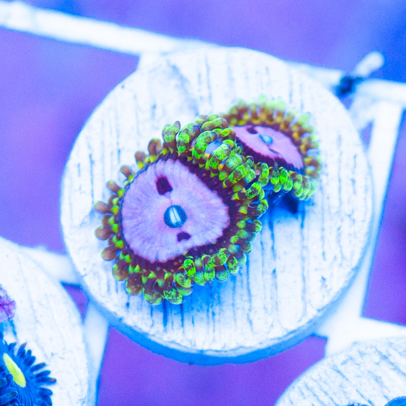 Auction RR Pink Diamonds