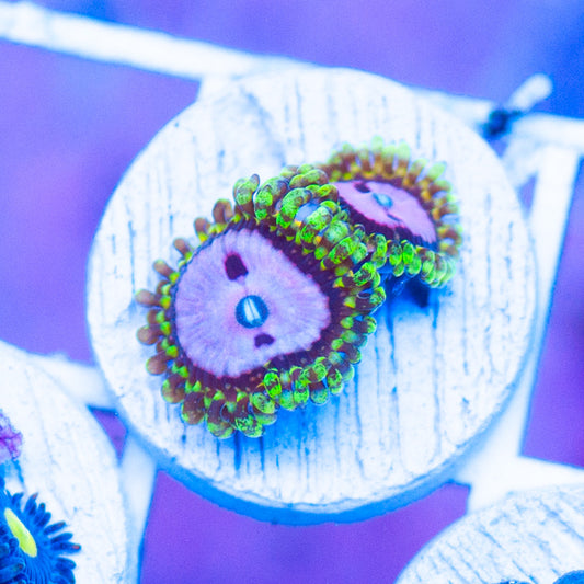 Auction RR Pink Diamonds