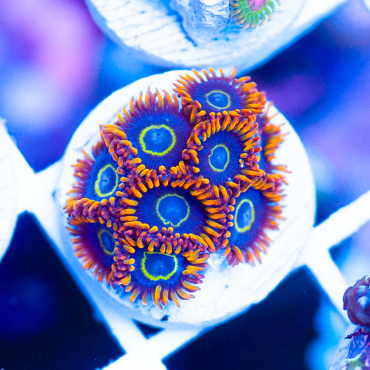 Auction Flaming Hornets