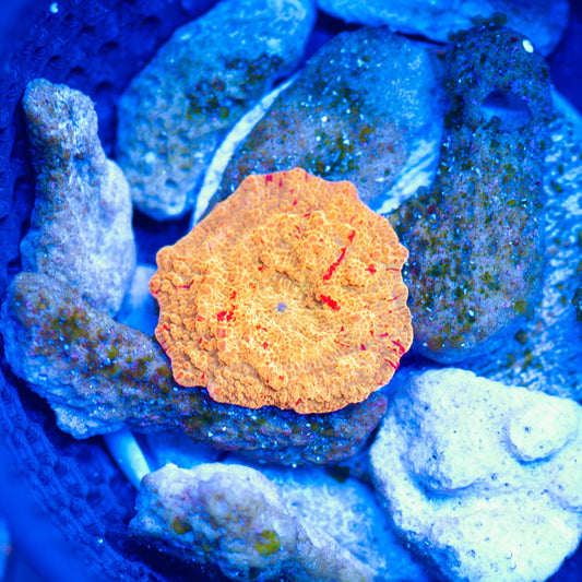 Auction Jawbreaker Discosoma #1