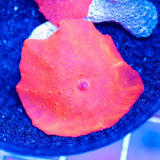 Auction Ironman Discosoma