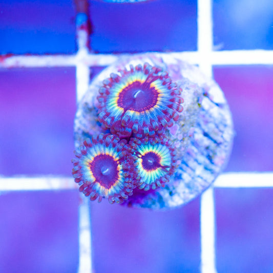 Auction Vamps in Drag