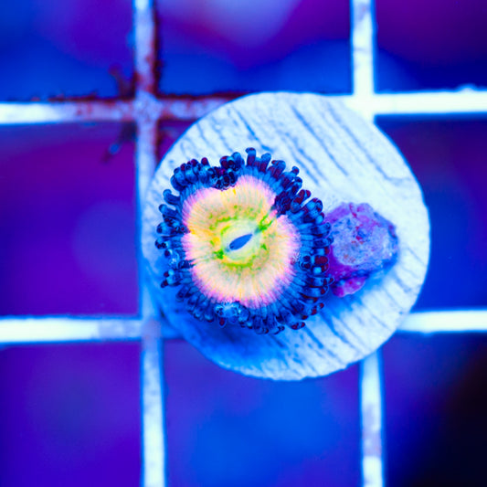 Auction Rainbow Kazoo