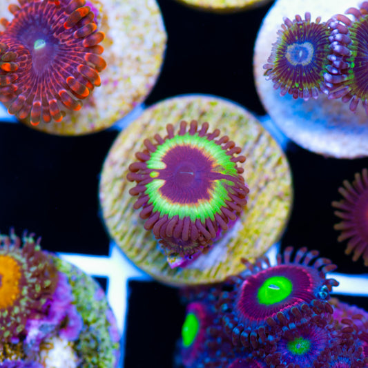 Auction Vampire Slayer