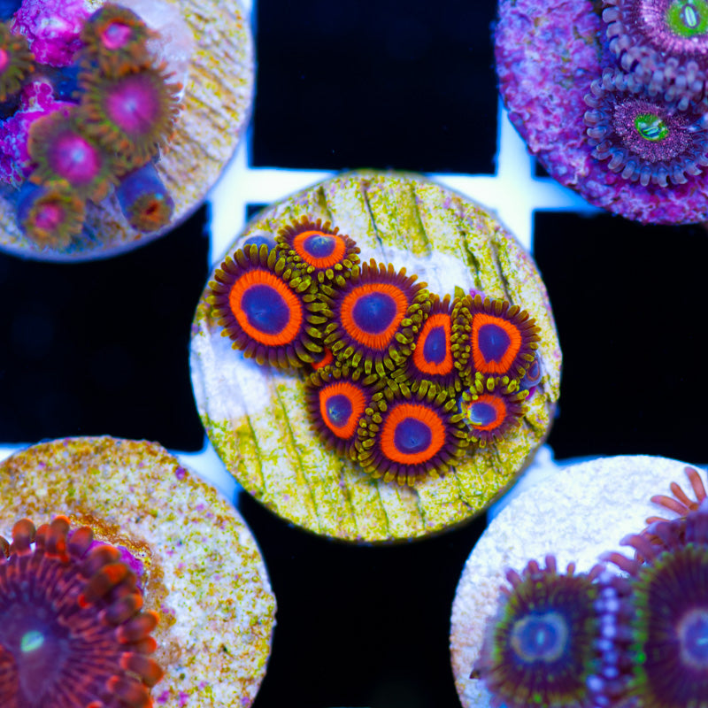 Auction Jungle Juice