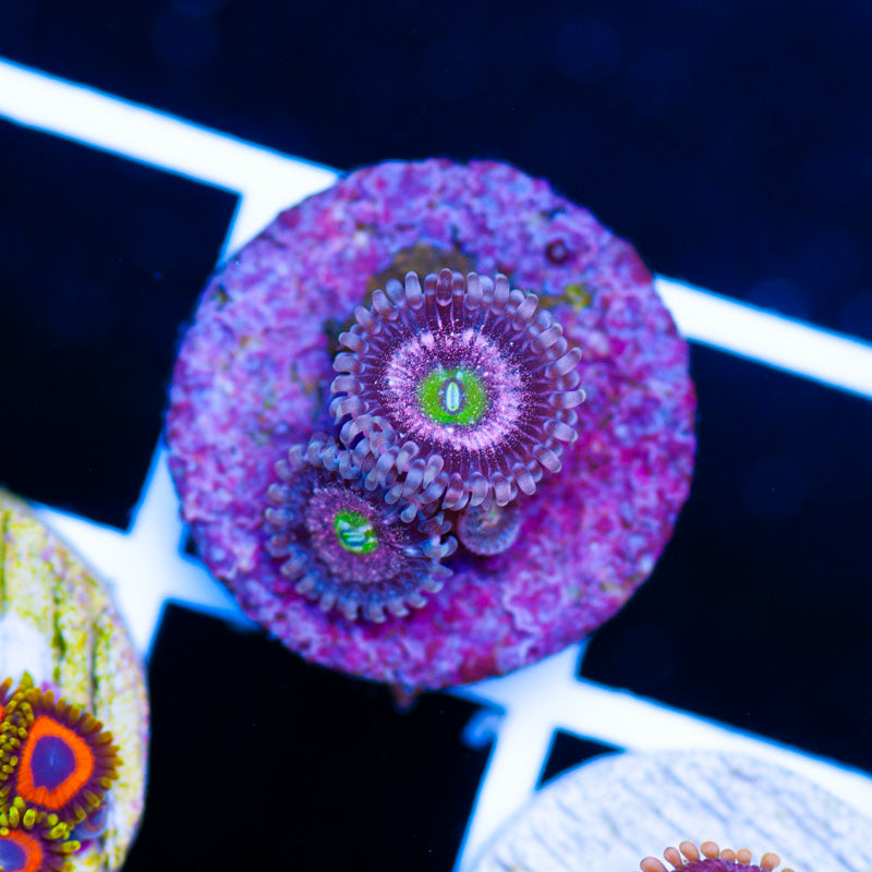 Auction OG Chong Bongs