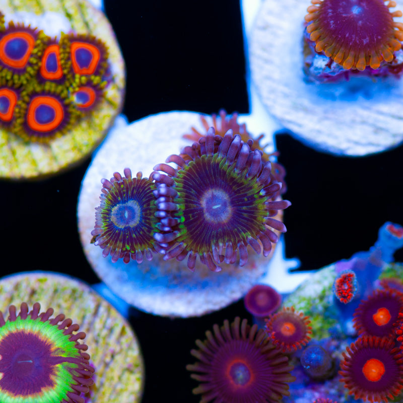 Auction Tims Chiquitas