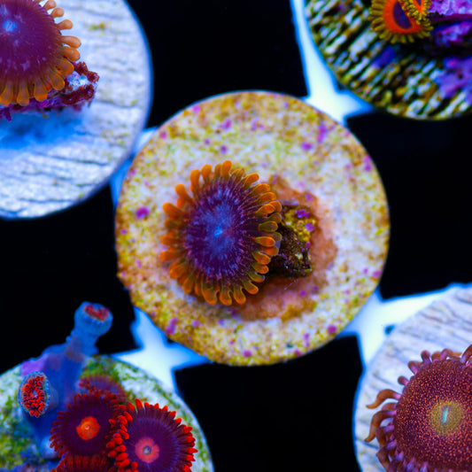 Auction JF Acid Reflux