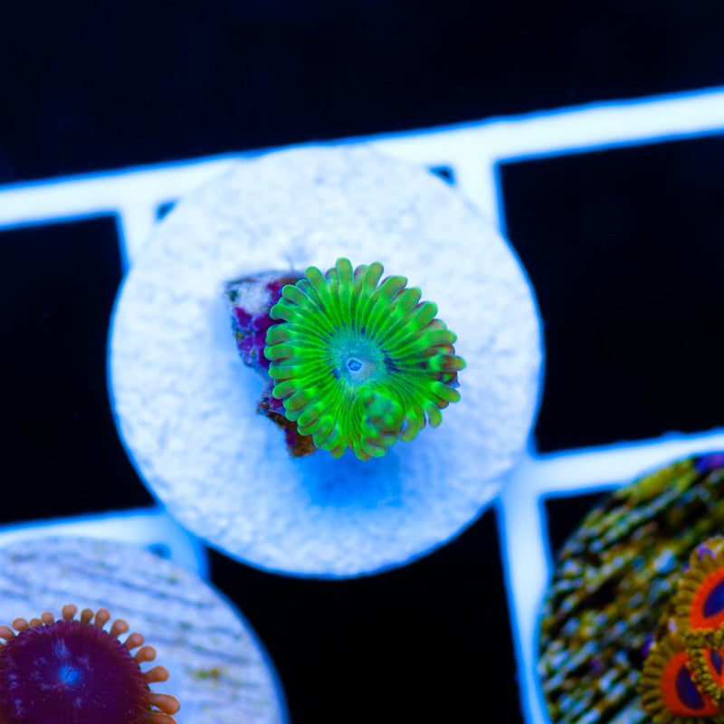 Auction Oscar the Grouch