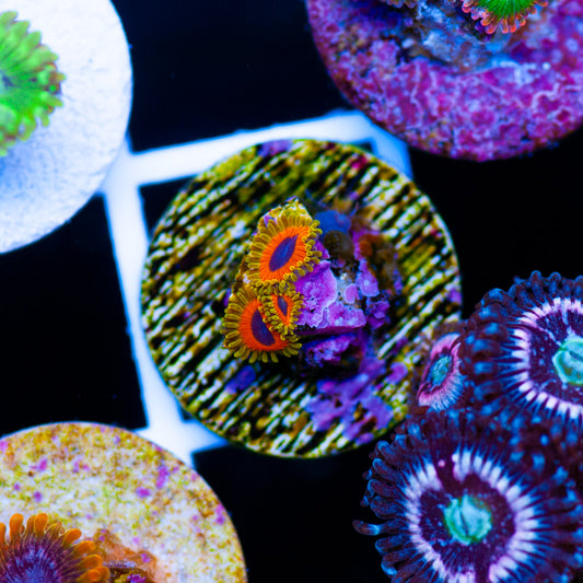 Auction Great Owls #1