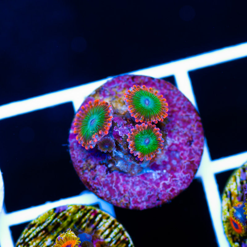 Auction Electric Ooompa Loompas