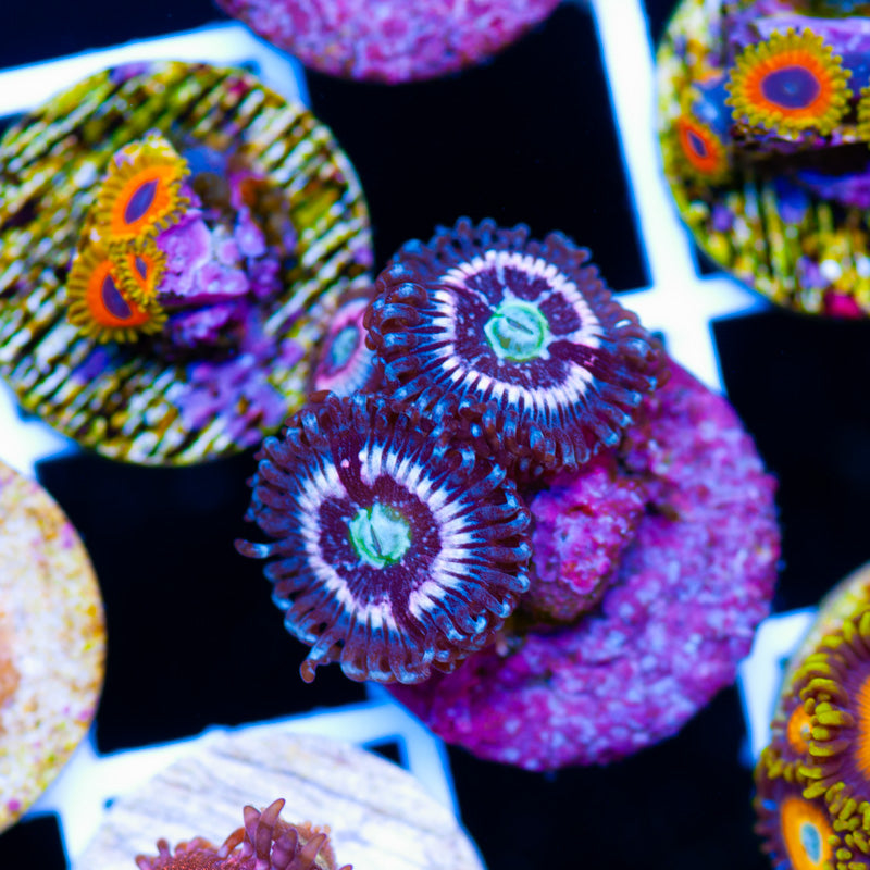 Auction CC Pink Constellations